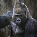 ゴリラクリニックでヒゲ脱毛のお悩み解決が凄まじい！