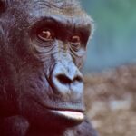 ゴリラクリニックの男のスキンケア治療で魅力アップ！