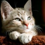 シーボンで叶える私らしい美しさ！